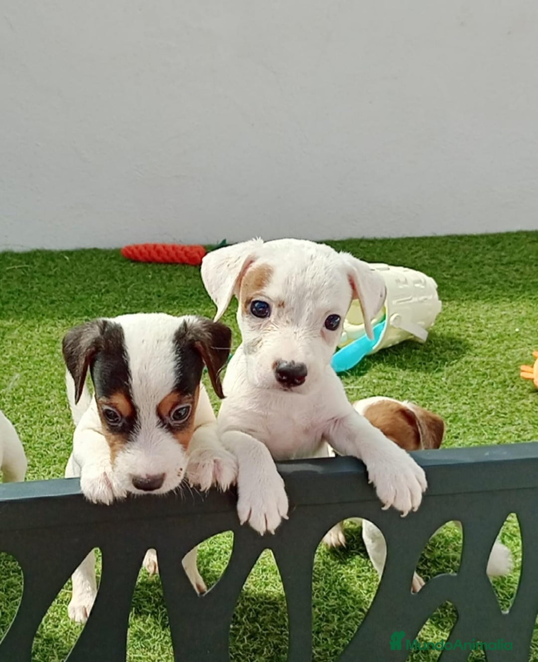 Jack Russell Terrier perros en venta: Jack Russell  - Anuncio 2