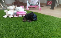 Yorkshire Terrier perros en venta: PRECIOSA PAREJA DE YORKSHIRE MINI TOY - Imagen 4