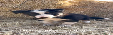 Border Collie 2