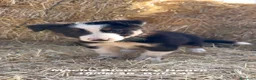 Border Collie perros en venta: BORDER COLLIE DE VILLA BIZNAGA - Anuncio 7
