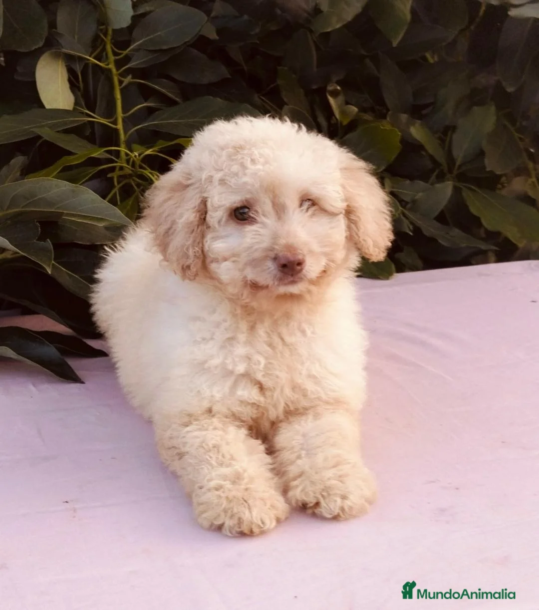 Perro de Agua Español perros en venta: Camada perro de aguas - Anuncio 1