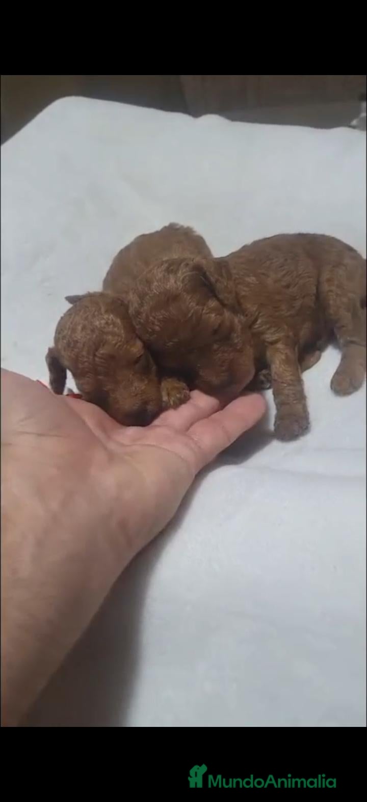Raza Mixta perros Caniche - Anuncio 1