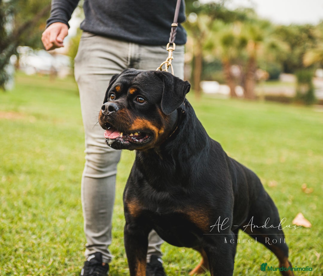 Rottweiler perros para monta: Rottweiler para montas - Anuncio 3