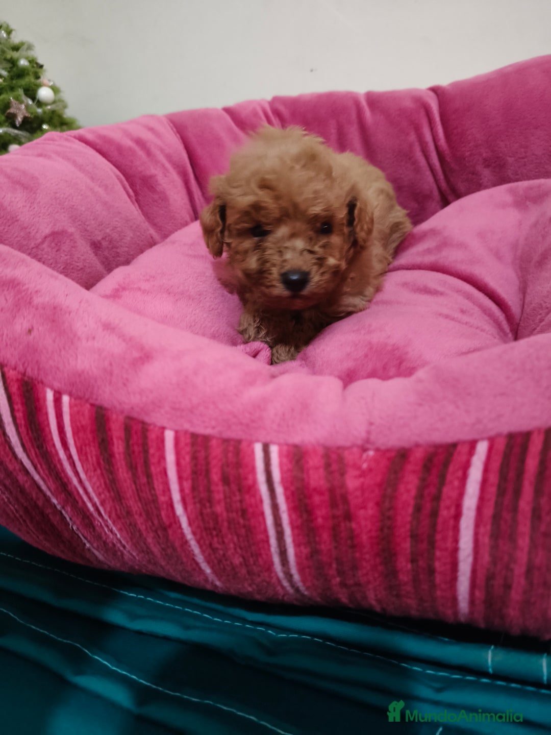 Caniche Toy perros en venta: Caniche Toy - Anuncio 8