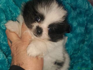 Pomerania perros Hembras de pomerania enanas - Anuncio 17