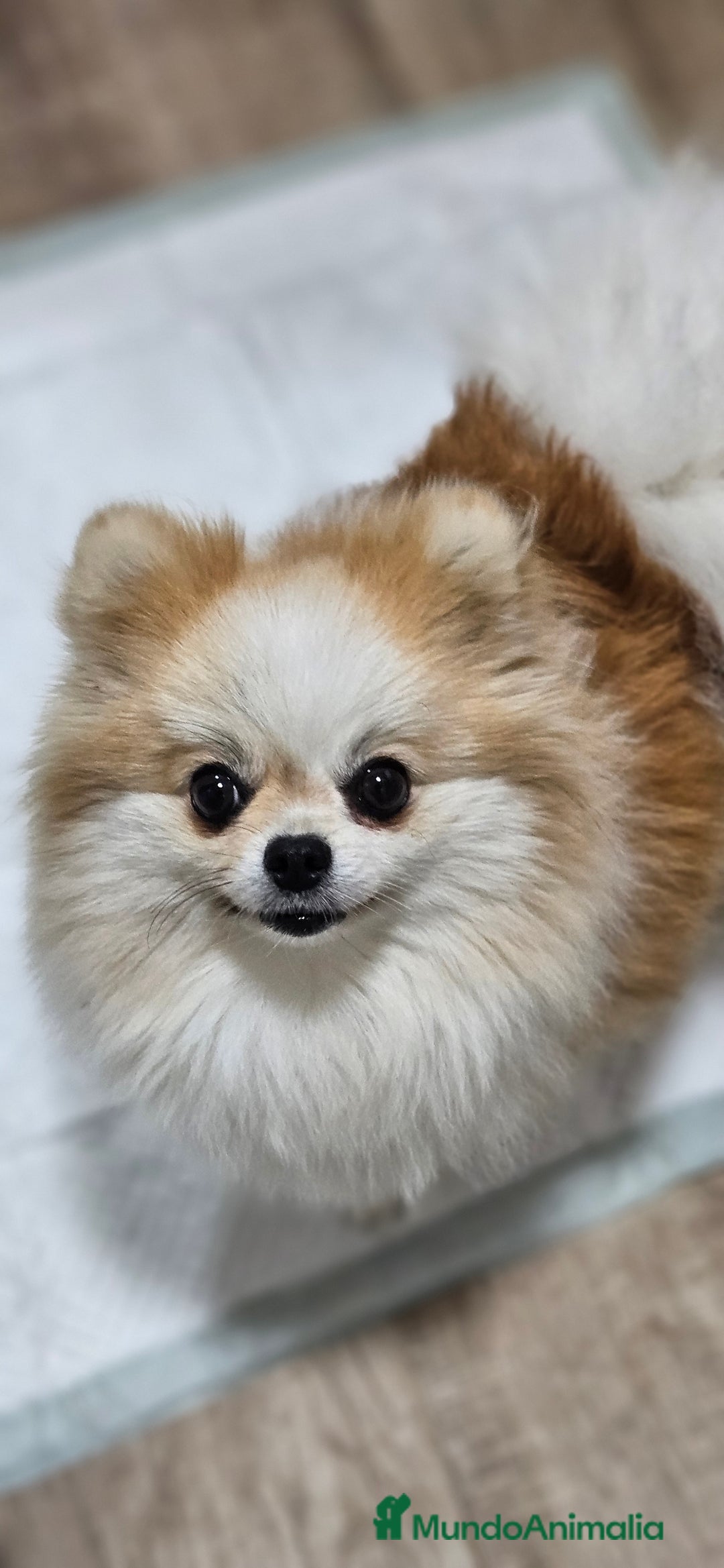 Pomerania perros en venta: Lulú d pomerania  - Anuncio 4