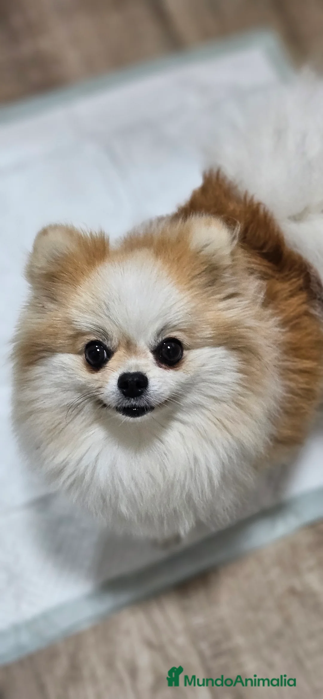 Pomerania perros en venta: Lulú d pomerania  - Anuncio 10