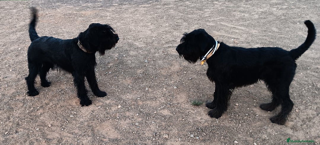 Schnauzer Gigante perros en venta: Schnauzer Gigante Negro - Anuncio 7