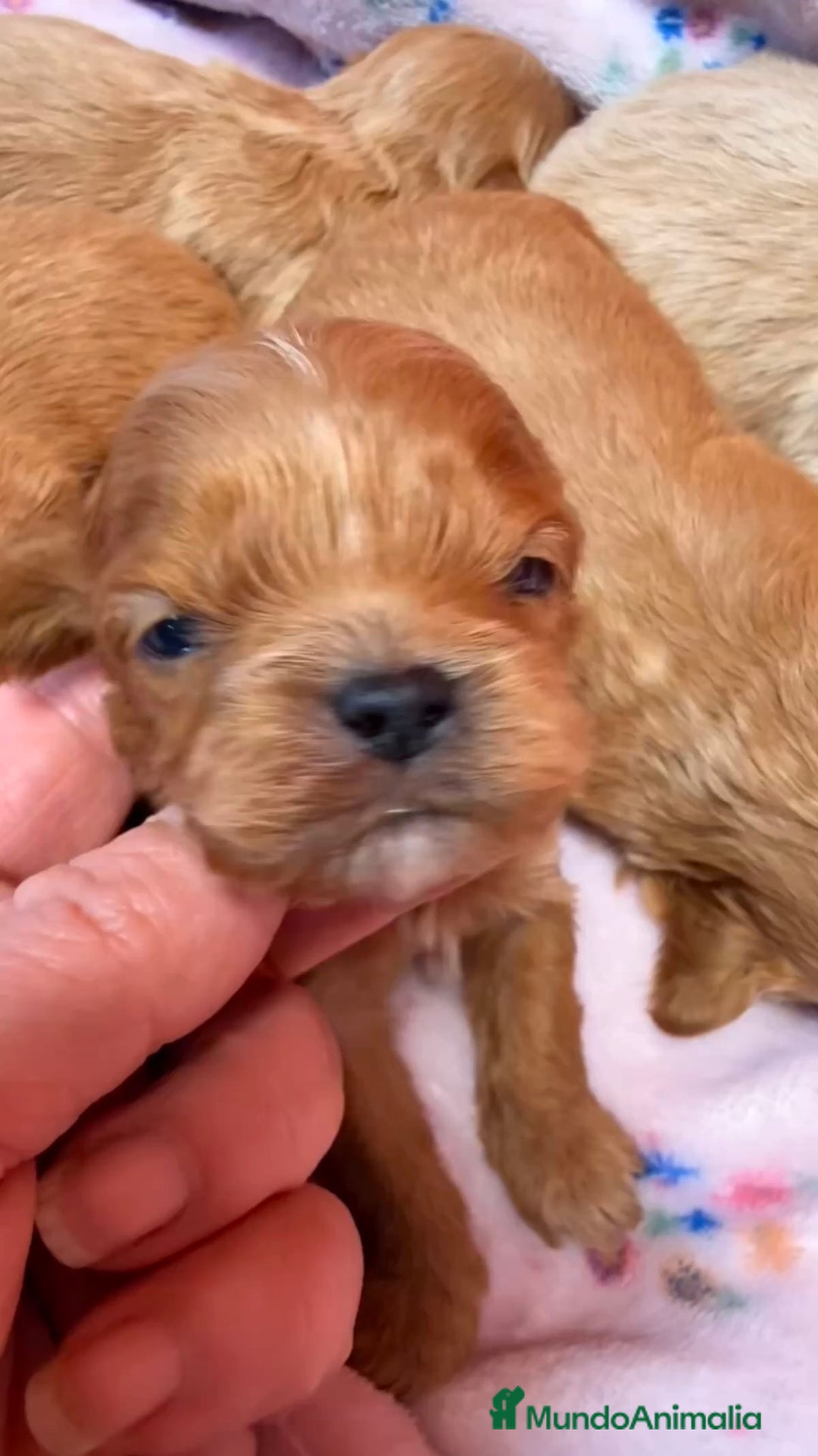 Shihpoo perros en venta: ShihPoo Cachorrotos dorados y rojos - Anuncio 3