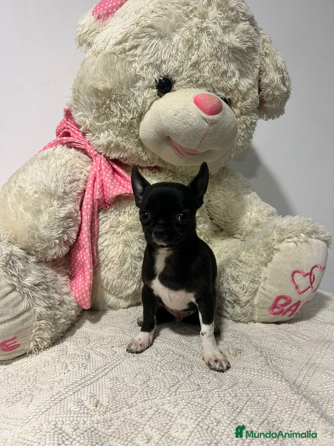 Chihuahua perros en venta: Chihuahua mini - Anuncio 2