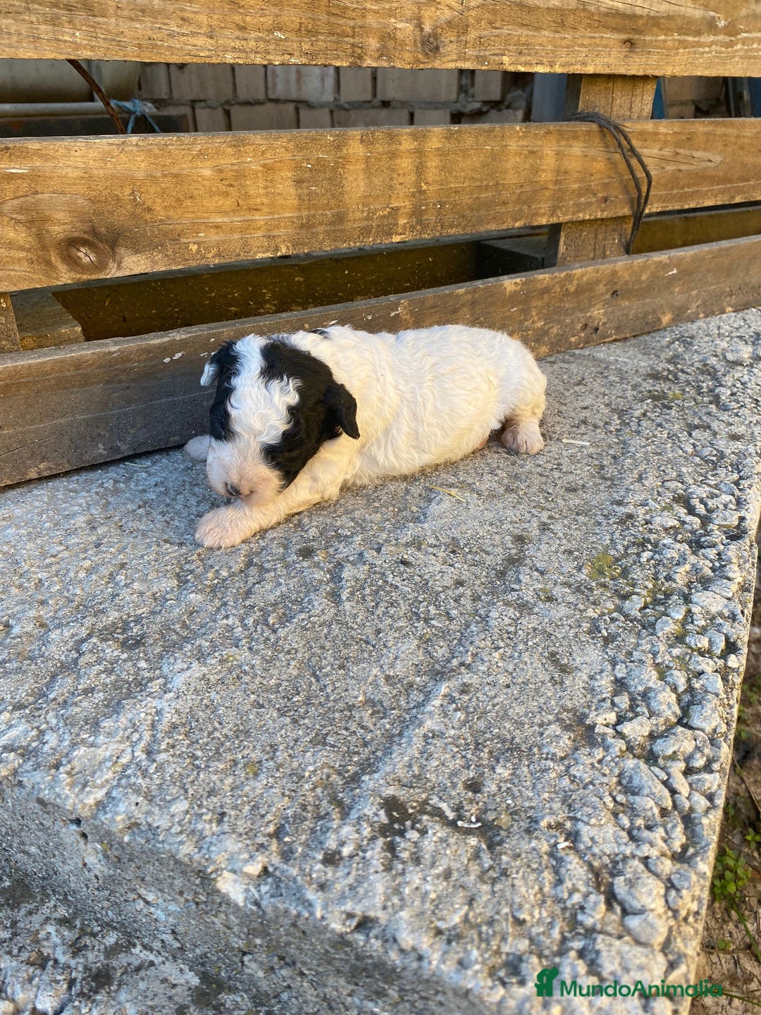 Perro de Agua Español perros en venta: Perro de agua  - Anuncio 13