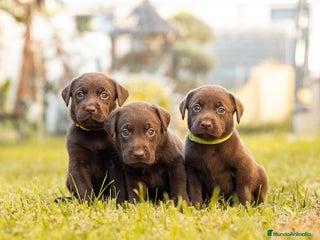Labrador Retriever perros - Anuncio 1
