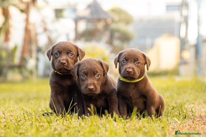 Labrador Retriever perros - Anuncio 1