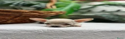 Chihuahua perros en venta: CHIHUAHUA-OJOS AZULES - Anuncio 17