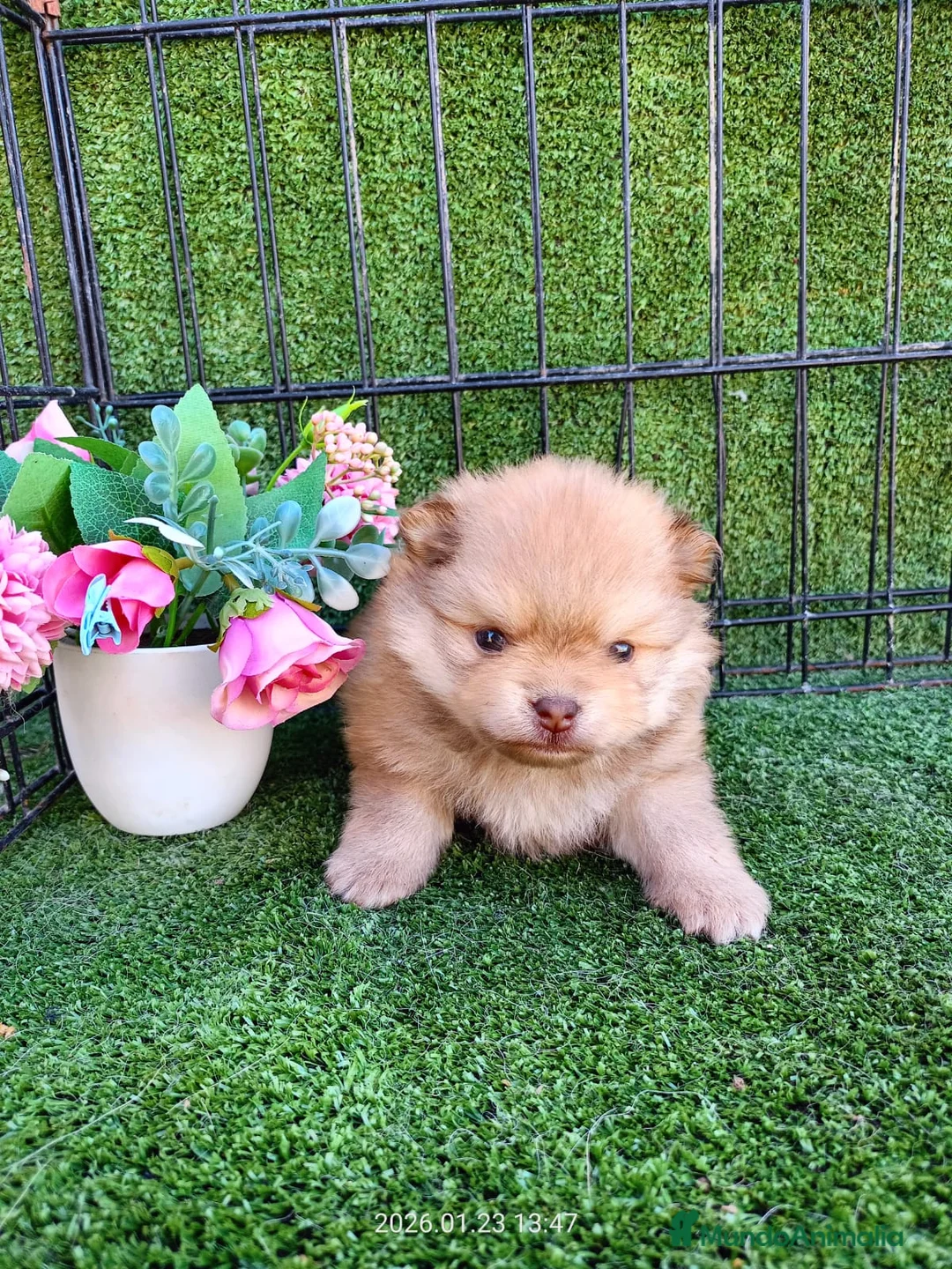 Pomerania perros en venta: POMERANIA - Anuncio 1