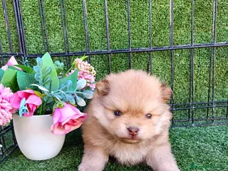 Pomerania perros POMERANIA - Anuncio 3