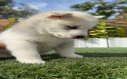 Husky Siberiano perros en venta: HUSKY SIBERIANO - Imagen 22