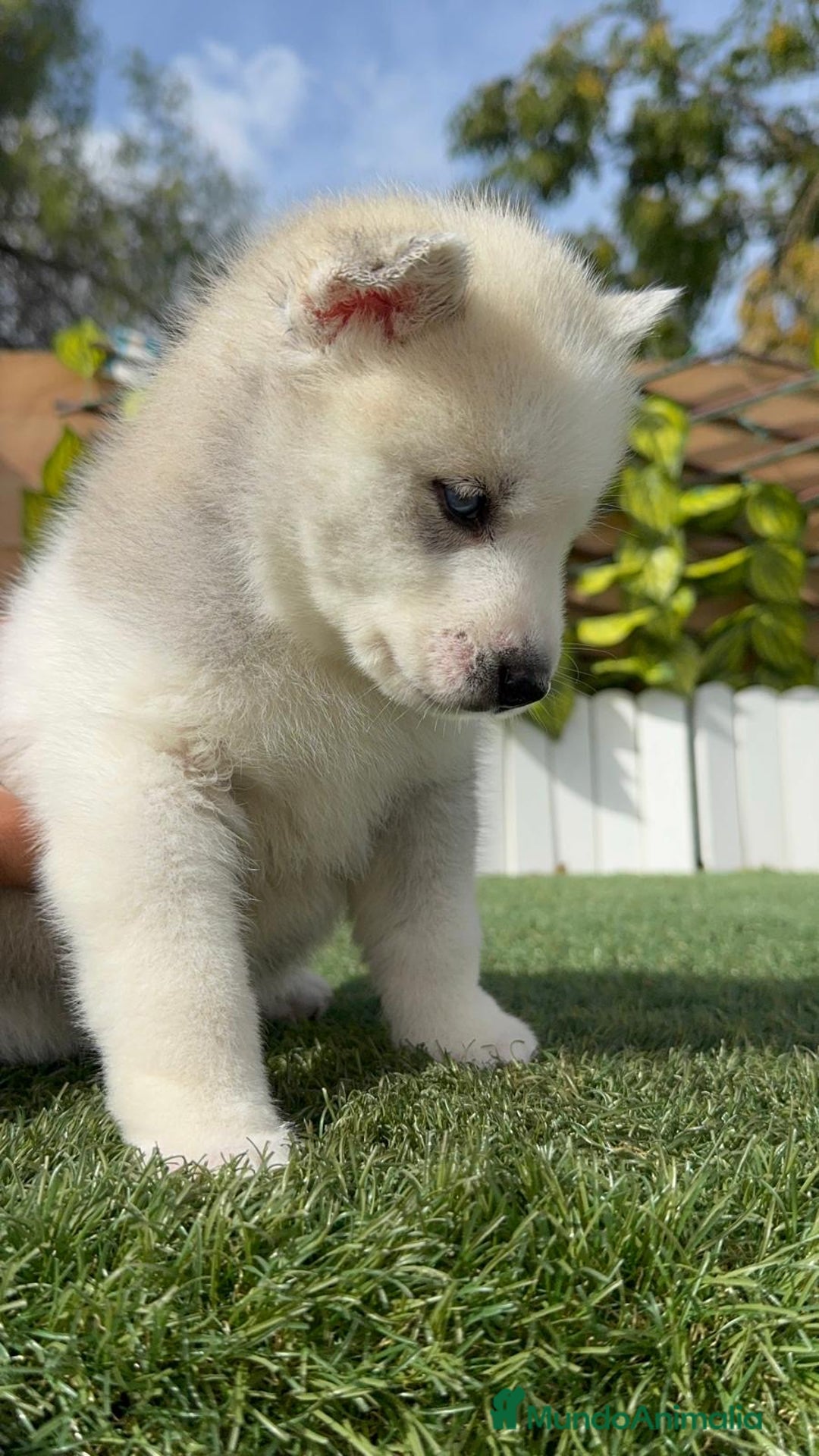 Husky Siberiano perros en venta: HUSKY SIBERIANO - Imagen 22