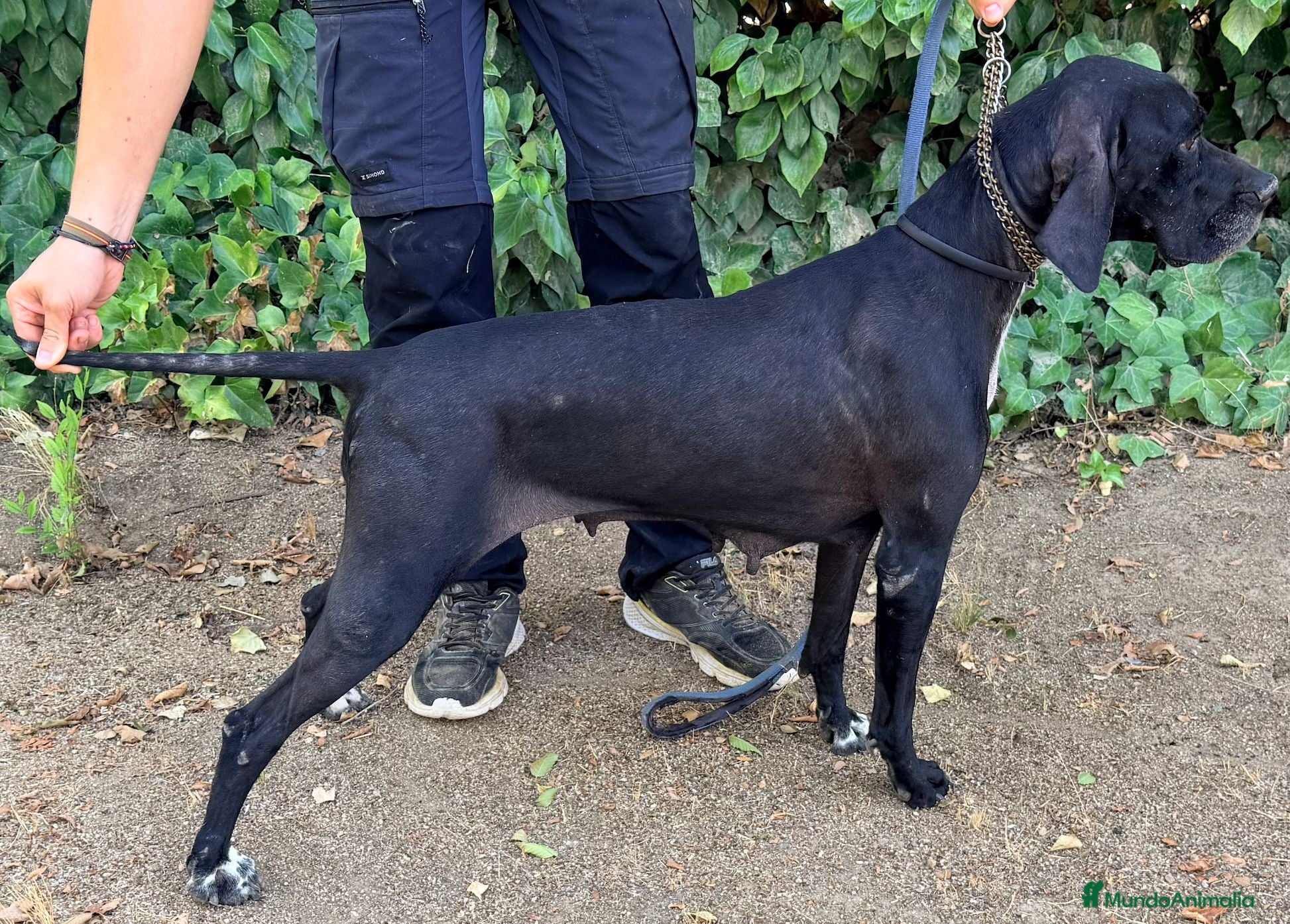 Pointer perros Para cazadores. Pointer línea italiana de Trabajo. - Anuncio 1