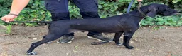 Pointer perros en venta: Para cazadores. Pointer línea italiana de Trabajo. - Anuncio 1