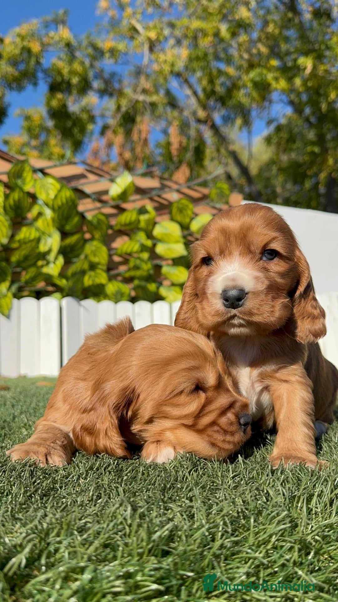 Cocker Spaniel Inglés perros en venta: COCKER SPANIEL INGLES - Anuncio 18