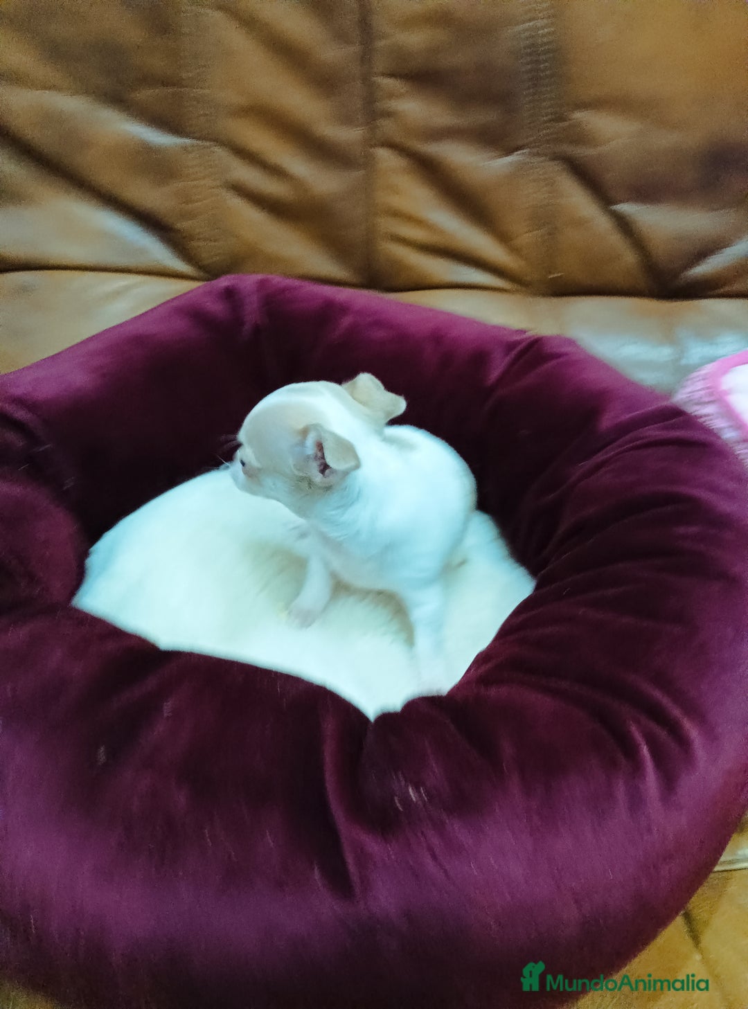 Chihuahua perros en venta: CHIHUAHUA TOY  - Anuncio 6