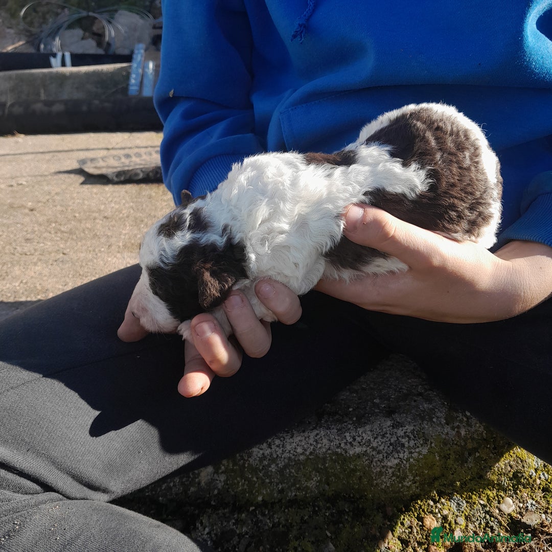 Perro de Agua Español perros en venta: PERRO DE AGUA ESPAÑOL - Anuncio 3