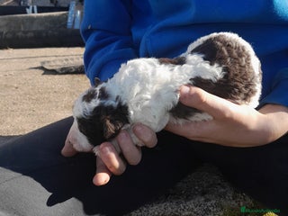 Perro de Agua Español perros PERRO DE AGUA ESPAÑOL - Anuncio 3