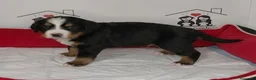 Boyero de Berna perros en venta: boyero de berna - Anuncio 2