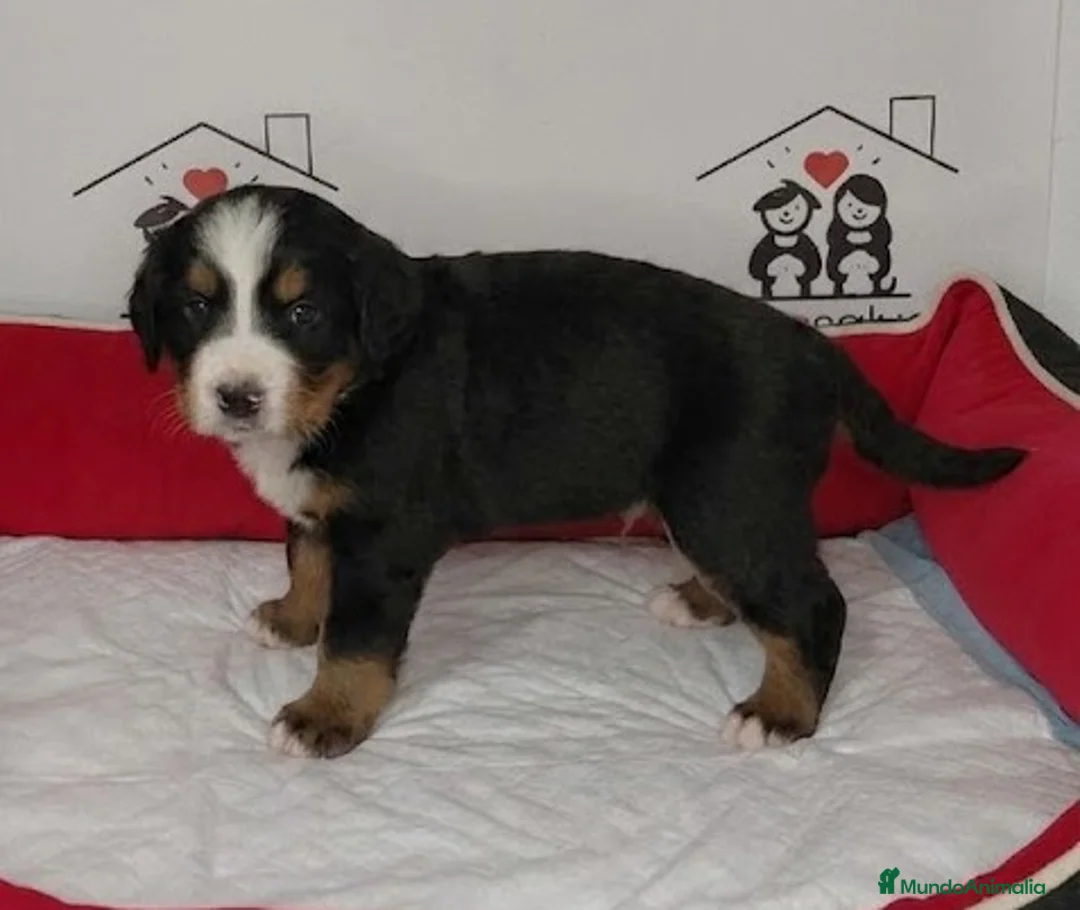 Boyero de Berna perros en venta: boyero de berna - Anuncio 2