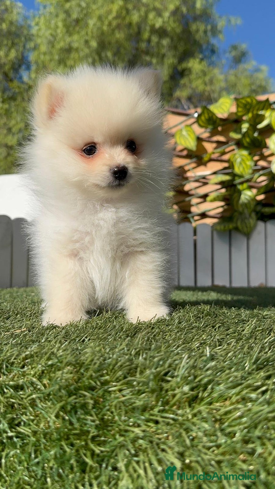 Pomerania perros en venta: POMERANIA - Imagen 2