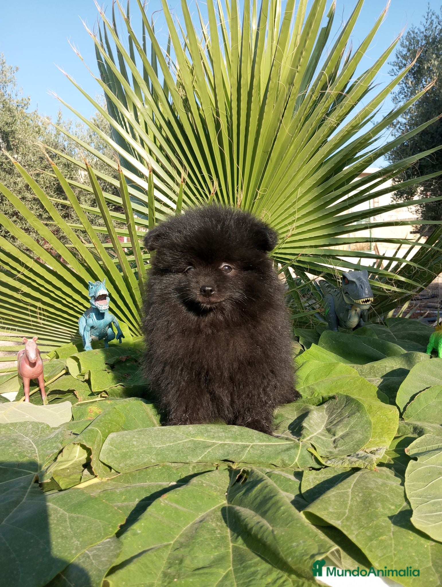 Pomerania perros Pomerania Toy - Anuncio 1