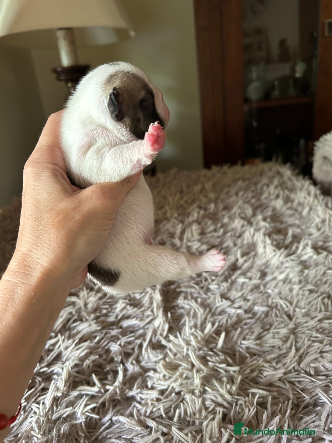 Bulldog Francés perros en venta: Bulldog francés  - Imagen 5