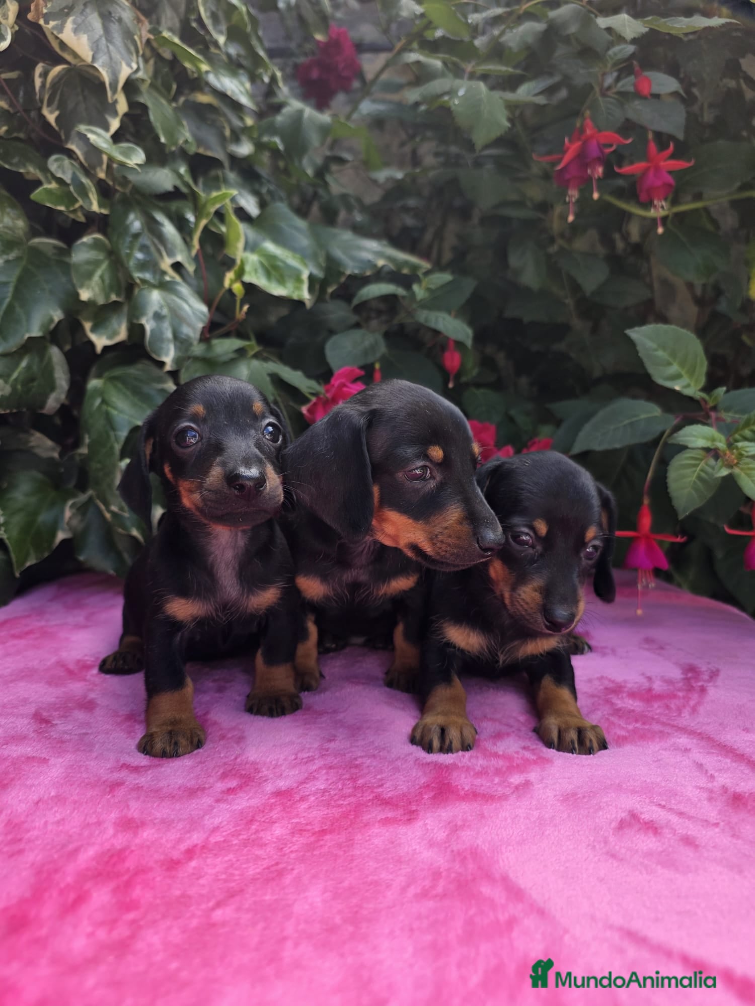 Teckel Miniatura perros Cachorros Teckel miniatura  - Anuncio 1