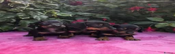 Teckel Miniatura perros en venta: Cachorros Teckel miniatura  en Lugo - Anuncio 1