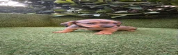 Teckel Miniatura perros en venta: teckel miniatura  - Anuncio 20