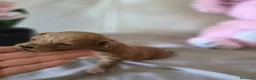 Caniche Toy perros en venta: Caniche tácita  - Anuncio 8