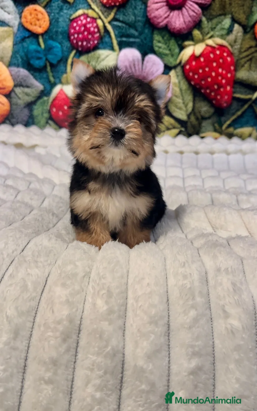Yorkshire Terrier perros en venta: Yorkshire terrier Toy hembra disponible  - Anuncio 2