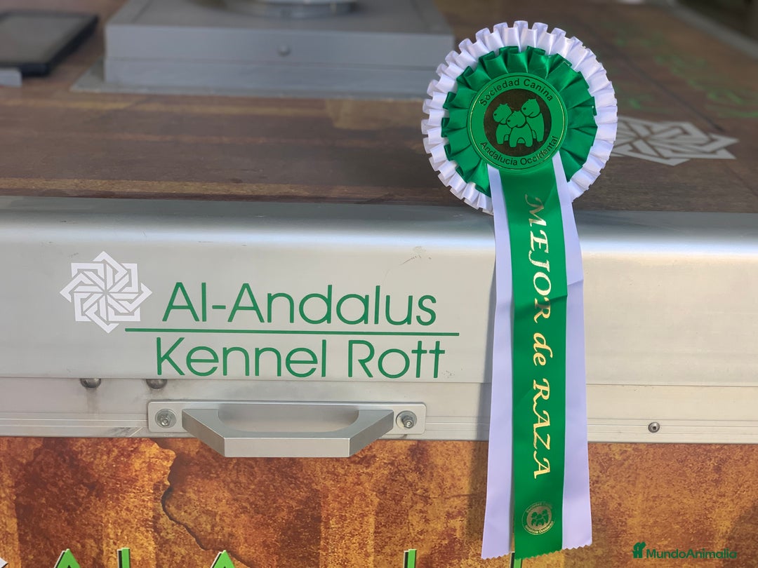 Rottweiler perros para monta: ROTTWEILER CAMPEÓN DE ESPAÑA PARA MONTAS - Anuncio 8