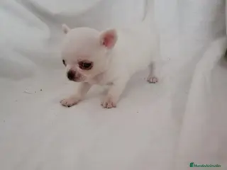 Chihuahua perros preciosos chihuahuas - Anuncio 2