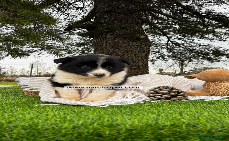 Border Collie perros - Propaganda 6