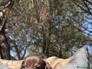 Teckel Miniatura perros CRIADERO TECKEL CHOCOLATE - Anuncio 10