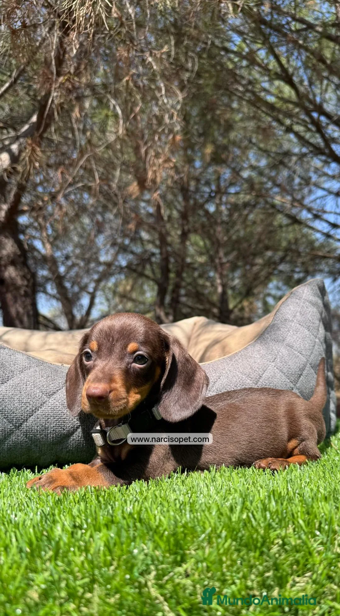 Teckel Miniatura perros en venta: CRIADERO TECKEL CHOCOLATE - Anuncio 1