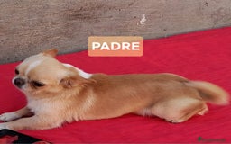 Chihuahua perros en venta: HEMBRAS CHIHUAHUA  - Imagen 6