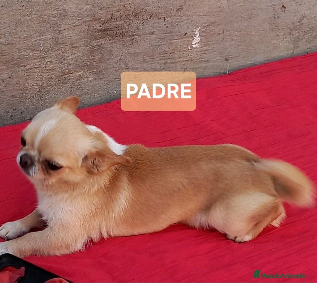 Chihuahua perros en venta: HEMBRAS CHIHUAHUA  - Imagen 6