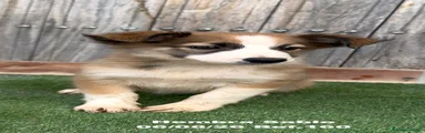Border Collie 2