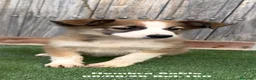 Border Collie perros en venta: Border Collie - Anuncio 21