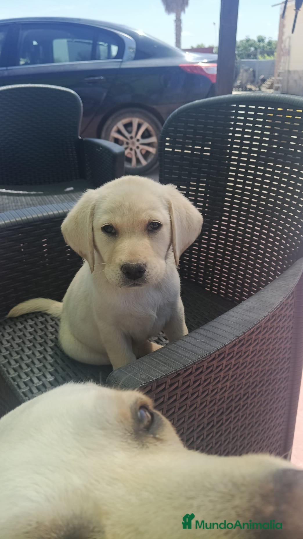 Labrador Retriever perros Labradora retriever dorada🐶🐾 - Anuncio 1