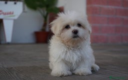 Maltipoo perros en venta: ❄️ Snow – Maltipoo blanco crema en miniatura 🐾 - Imagen 4