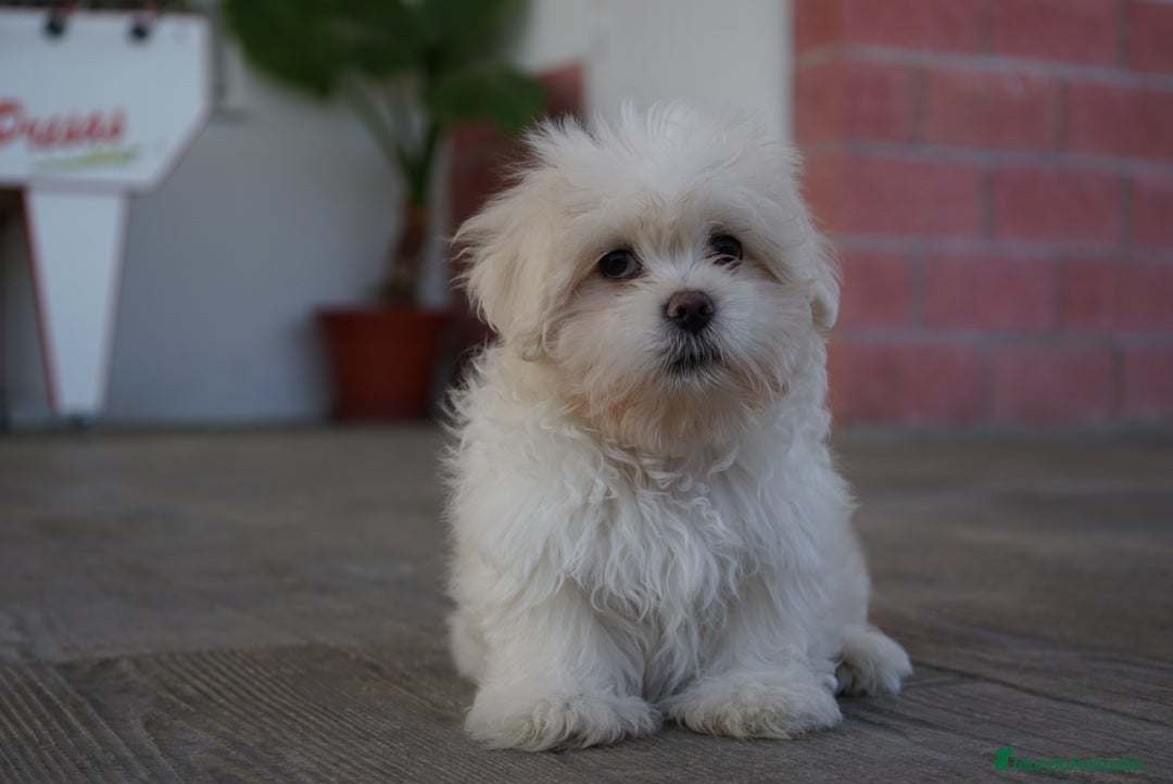 Maltipoo perros en venta: ❄️ Snow – Maltipoo blanco crema en miniatura 🐾 - Imagen 4